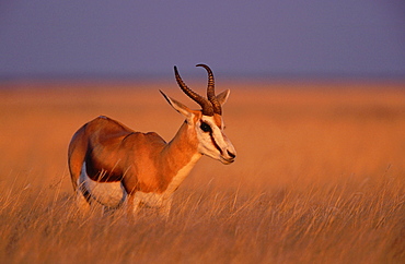 Springbok. Antidorcas marsupialis. Male portrait at sunset. etosha national park, namibia, africa