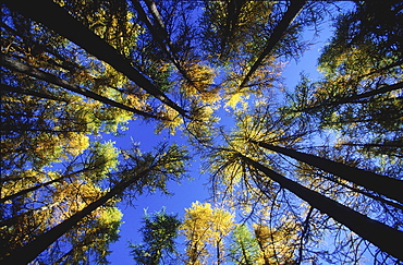 Larch, larix decidua, laerchen,switzerland, graubuenden,engadin, swiss, autumn