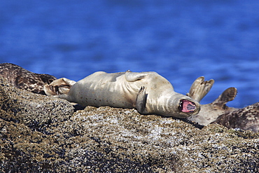 Harbor seal, common seal, phoca vitulina, female, oregon, west coast