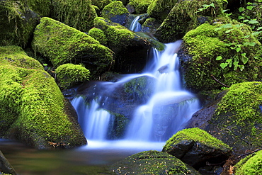 Valley, washington, olympic national park, temperate rainforest