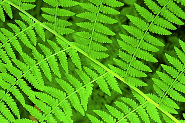 Bracken fern, pteridium aquilinum, valley, olympic national park, washington