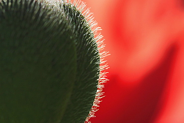 Red poppy /corn poppy, papaver rhoeas, spring, oetwil am see, switzerland.