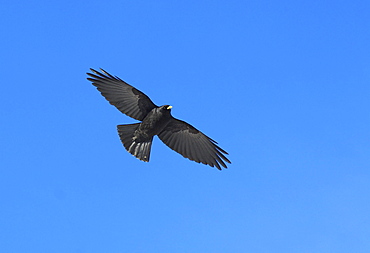 Alpine chough, pyrrhocorax , alpendohle, in flight, swiss alps, schilthorn, bernese , bern, switzerland