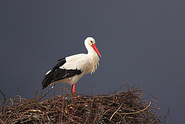 White stork, stork, ciconia ciconia, weissstorch, storch, female standing in its nest, spring, oetwil am see, zuerich, switzerland