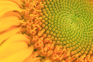 Sunflower, helianthus annuus, in summer, switzerland