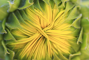 Sunflower, helianthus annuus, in summer, switzerland