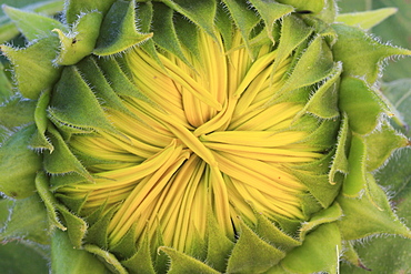 Sunflower, helianthus annuus, in summer, switzerland