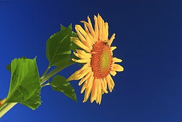 Sunflower, helianthus annuus, in summer, switzerland