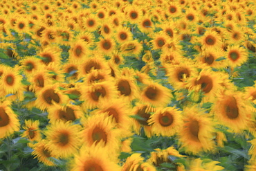 Sunflower; helianthus annuus, in summer, moving with the wind, switzerland