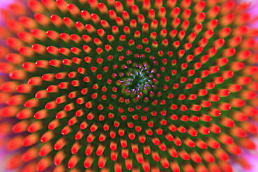 Purple coneflower, rubystar, echinacea purpurea rubinstern ,garden flower, spring, switzerland