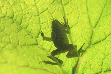 Common frog, rana temporaria, young frog, sitting on leaf, glarus, switzerland