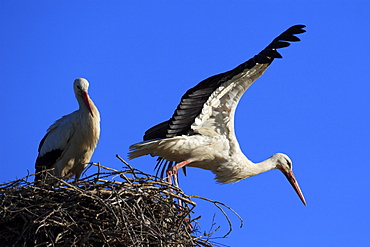 White stork, ciconia ciconia, couple standing in its nest, spring, oetwil am see, zuerich, switzerland