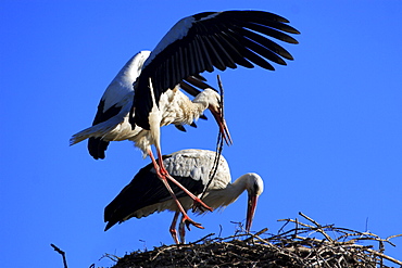 White stork, ciconia ciconia, couple building its nest, spring, oetwil am see, zuerich, switzerland