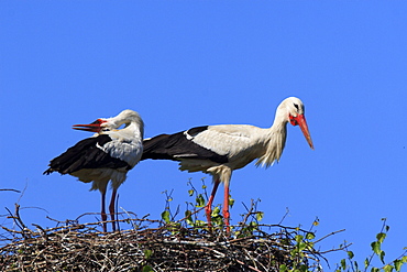 White stork, stork, ciconia ciconia, weissstorch, storch, couple standing in its nest, courtship, spring, oetwil am see, zuerich, switzerland