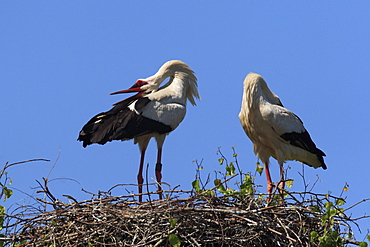 White stork, ciconia ciconia, couple standing in its nest, courtship, spring, oetwil am see, zuerich, switzerland