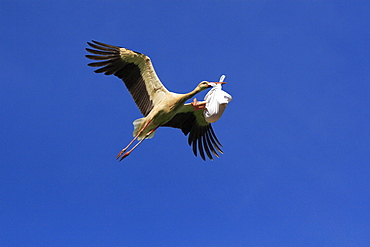 White stork, storch, ciconia ciconia, with baby in its beak, bringing offspring, baby child, digital composition