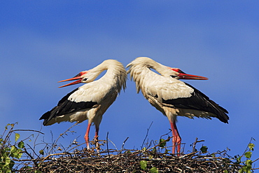 White stork, stork, ciconia ciconia, couple standing in its nest, courtship, spring, oetwil am see, zuerich, switzerland