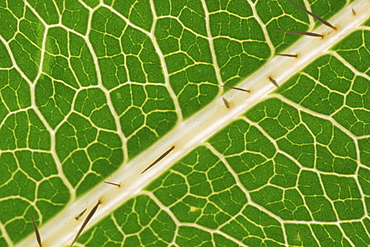 Leaf with thorns, provence, france