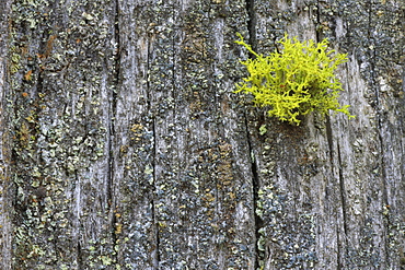 Tree trunk, wallis, switzerland