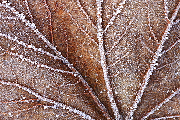 Norway maple tree, acer platanoides, covered in hoarfrost, switzerland