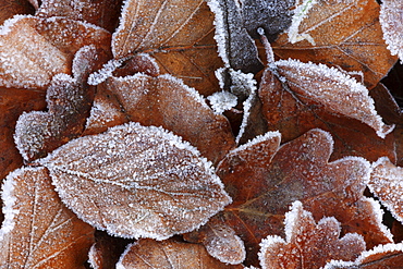 Beech leaves, beech tree, fagus sylvaticia l., covered in hoarfrost, switzerland