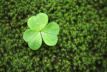 Clover covered in raindrops, valley of verzasca, tessin, switzerland