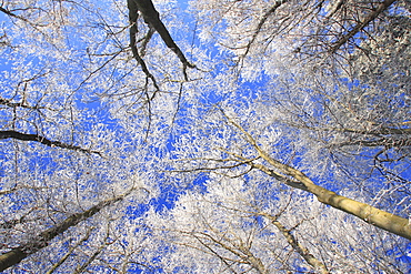 Trees in winter covered in hoarfrost, oetwil am see, switzerland