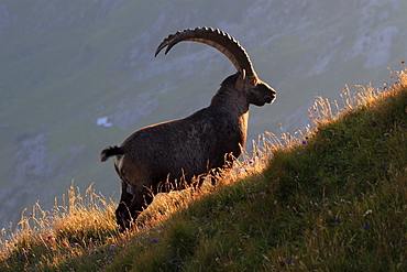 Swiss alps in summer, ibex, capra ibex, steinbock, appenzell, switzerland