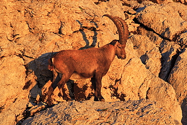 Swiss alps in summer, ibex, capra ibex, steinbock, appenzell, switzerland