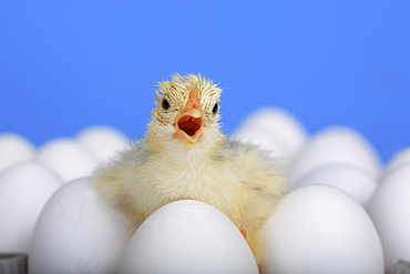 Baby chick, freshly hatched sitting on eggs, studio, switzerland