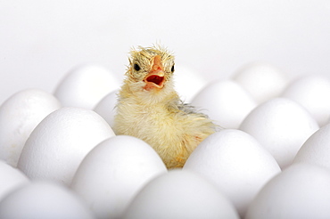 Baby chick, freshly hatched sitting on eggs, studio, switzerland