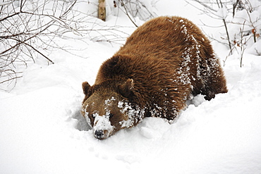 Brownbear, european brownbear, bear, ursus arctos, in winter, national park bayrischer wald, germany, captiv