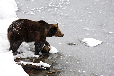 Brownbear, european brownbear, bear, ursus arctos, in winter, national park bayrischer wald, germany, captiv