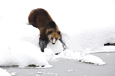 Brownbear, european brownbear, bear, ursus arctos, in winter, national park bayrischer wald, germany, captiv