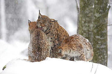 European lynx, lynx lynx, family in winter, national park bayrischer wald, germany, captiv