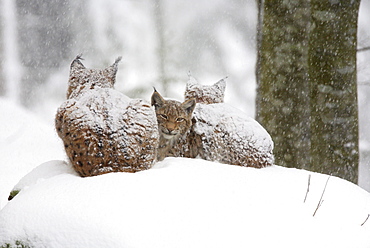 European lynx, lynx lynx, family in winter, national park bayrischer wald, germany, captiv