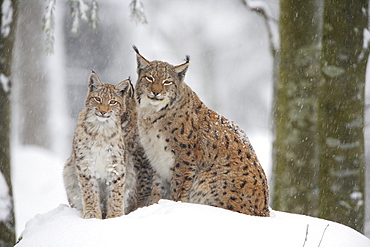 European lynx, lynx lynx, family in winter, national park bayrischer wald, germany, captiv