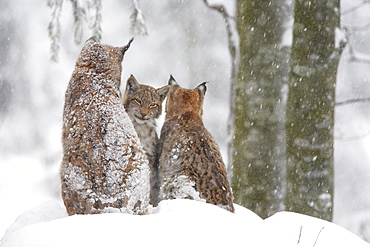 European lynx, lynx lynx, family in winter, national park bayrischer wald, germany, captiv