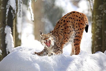 European lynx, lynx lynx, female adult, in winter, national park bayrischer wald, germany, captiv