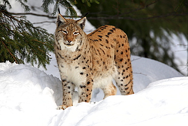 European lynx, lynx lynx, female adult, in winter, national park bayrischer wald, germany, captiv