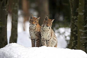 European lynx, lynx lynx, in winter, national park bayrischer wald, germany, captiv