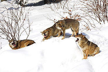 European wolf, canis lupus lupus, family, in winter, national park bayrischer wald, germany, captiv