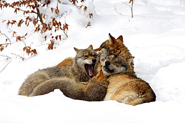 European wolf, canis lupus lupus, family, in winter, national park bayrischer wald, germany, captiv