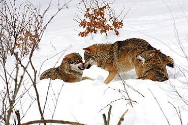 European wolf, canis lupus lupus, family, in winter, national park bayrischer wald, germany, captiv