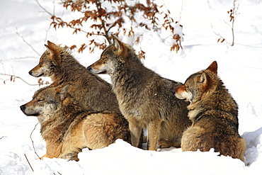 European wolf, canis lupus lupus, family, in winter, national park bayrischer wald, germany, captiv