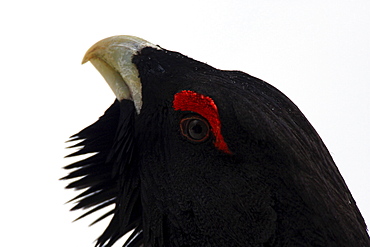 Capercaillie / western capercaillie / wood grouse, tetrao urogallus, adult male, in winter, national park bayrischer wald, germany, captiv