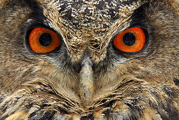 Eurasian eagle owl, bubo bubo, portrait, in winter, national park bayrischer wald, germany, captiv