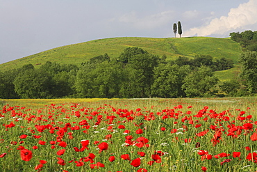 Landscape with cypresses and poppy filds, tuscany, italy