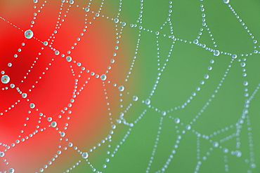 Spider web with dewdrops, red poppy in background, spring, tuscany, italy