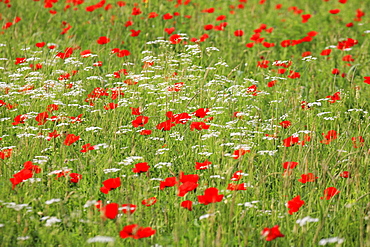 Red poppy / corn poppy, papaver rhoeas, spring, field of poppies, tuscany, italy